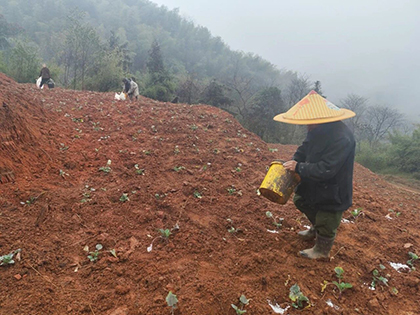 1772415899694739.jpg 送肥至白节.jpg